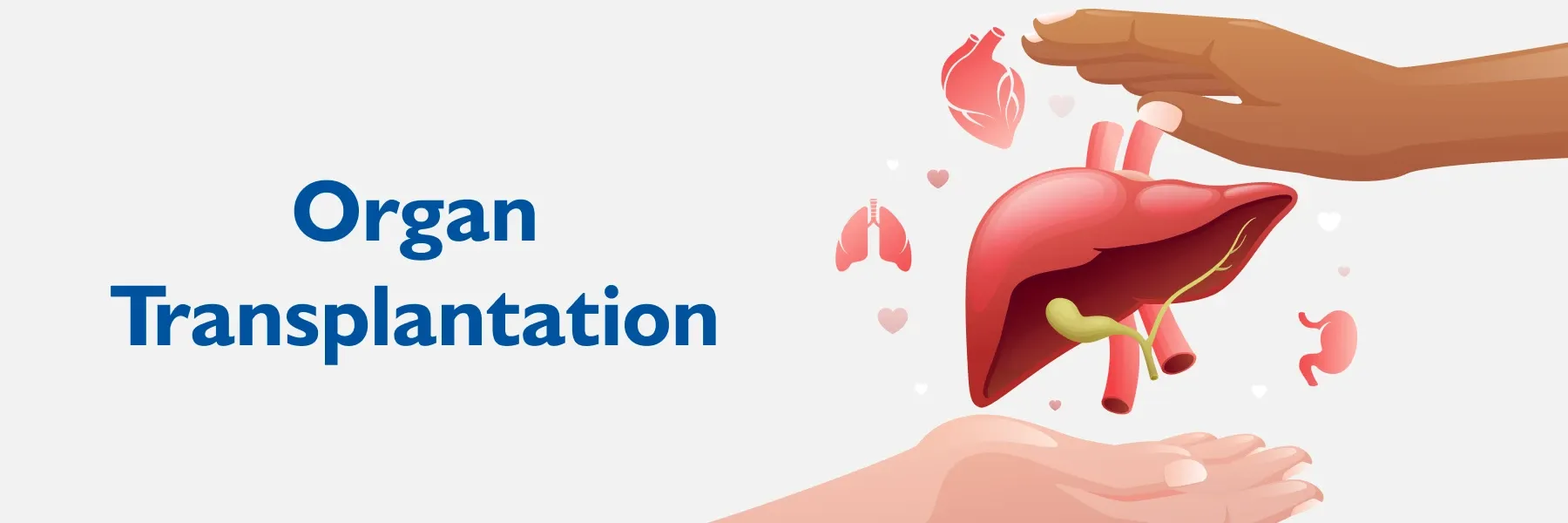 Organ transplantation